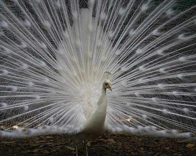 طاووس باغ عرفان